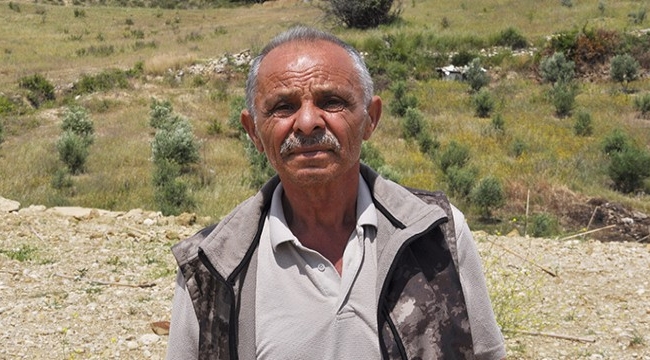 Antalya'da cani çiftçi, 1100 zeytin fidanını ezdi