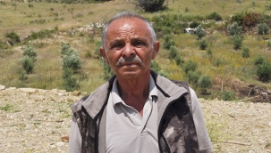 Antalya'da cani çiftçi, 1100 zeytin fidanını ezdi