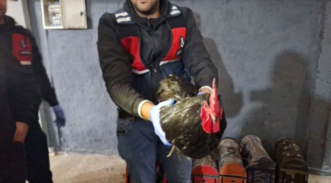 Bafra'da barınakta boks yapan horozlara baskın!