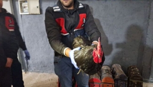 Bafra'da barınakta boks yapan horozlara baskın!