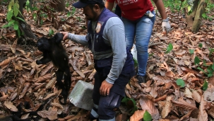 Meksika'da aşırı sıcaklardan 138 maymun öldü