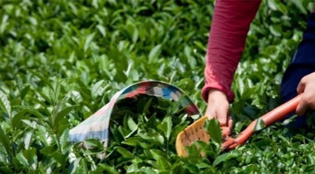 Tarım Bakanlığı: "1 kg yaş çay alım fiyatı 19₺"