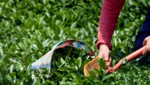 Tarım Bakanlığı: "1 kg yaş çay alım fiyatı 19₺"