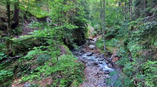 AB ülkeleri doğa restorasyonu yasasını onayladı