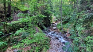 AB ülkeleri doğa restorasyonu yasasını onayladı