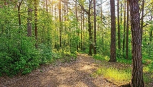 Antalya'da ormanlara giriş yasaklandı