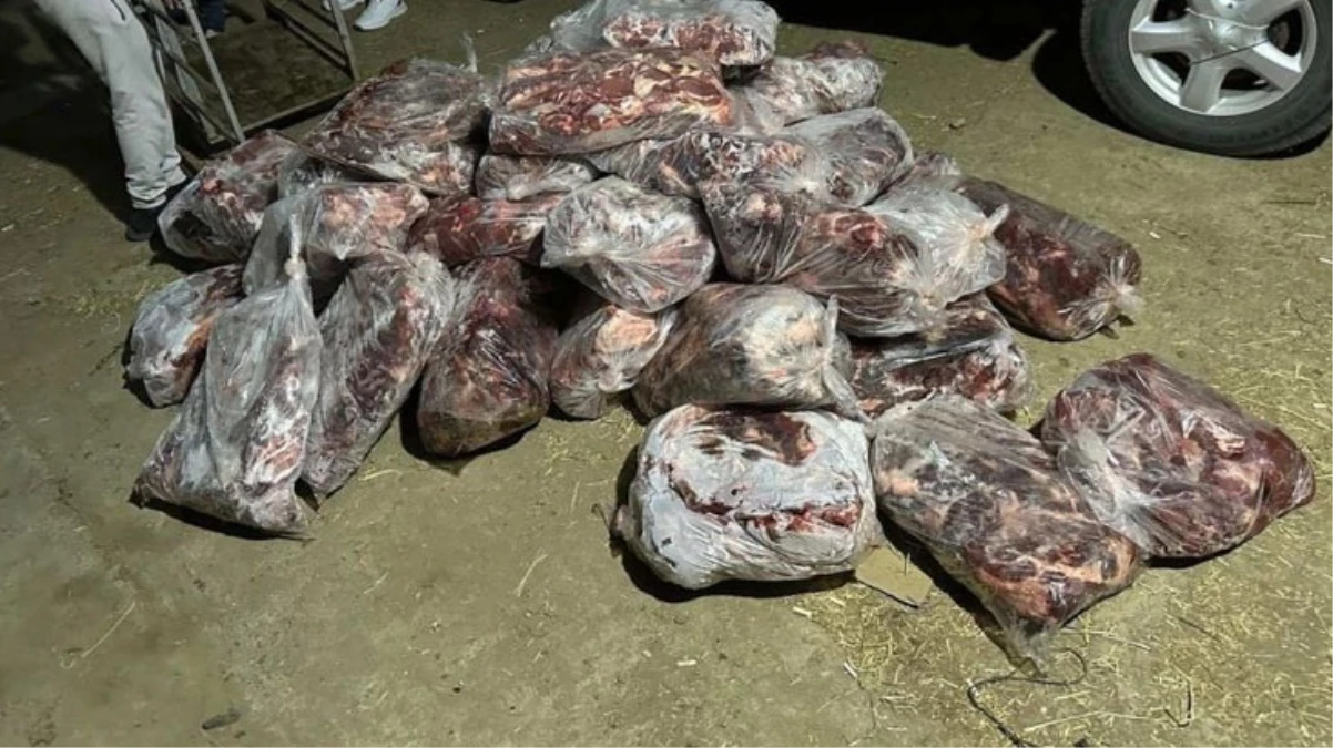 Aydın İncirliova'da bir ton domuz eti ele geçirildi