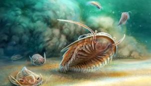 Fas'ta 500 milyon yıllık trilobit fosili bulundu