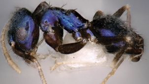 Himalayalar'da mavi bir karınca türü keşfedildi