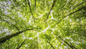 Konya'da ormanlara giriş 30 Eylül'e kadar yasak