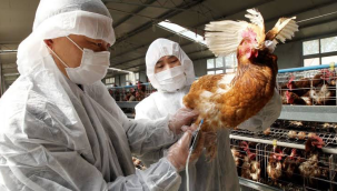 Kuş gribi pandemisi kapıda