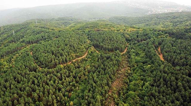 Şanlıurfa'da ormanlara giriş yasaklandı