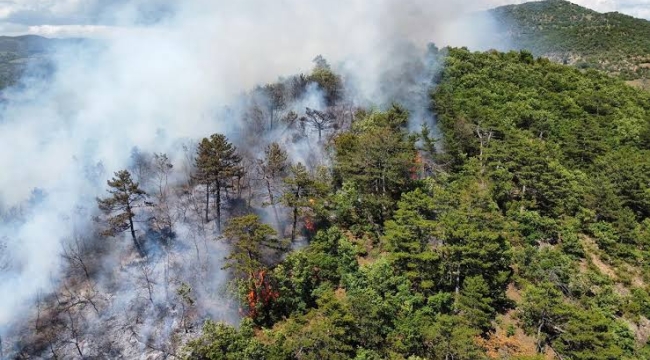 Balıkesir'in iki ilçesinde orman yangını