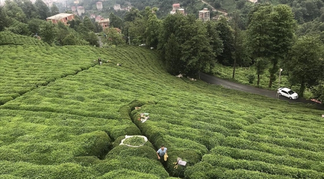 ÇAYKUR günlük çay alım kotasını 30 kiloya indirdi