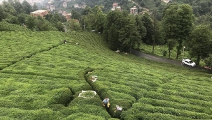 ÇAYKUR günlük çay alım kotasını 30 kiloya indirdi