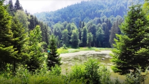 Düzce'de ormanlara giriş 15 Ekim'e kadar yasak