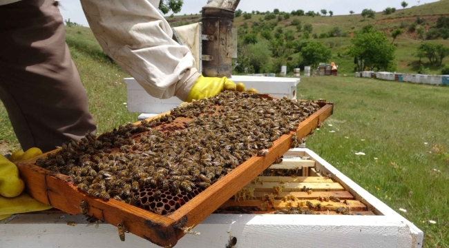Elazığ'da bal rekoltesi geçen yıla göre %50 azaldı