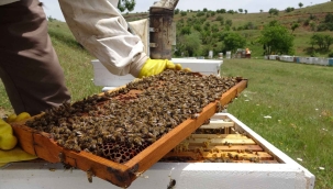 Elazığ'da bal rekoltesi geçen yıla göre %50 azaldı