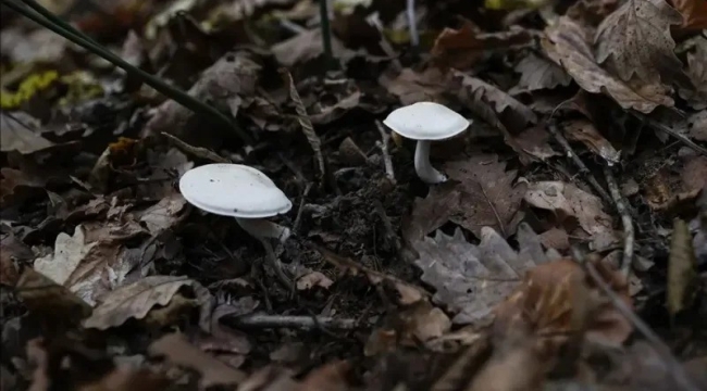 Gümüşhane'de 9 kişi mantardan zehirlendi