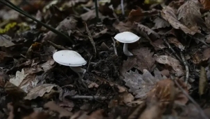 Gümüşhane'de 9 kişi mantardan zehirlendi
