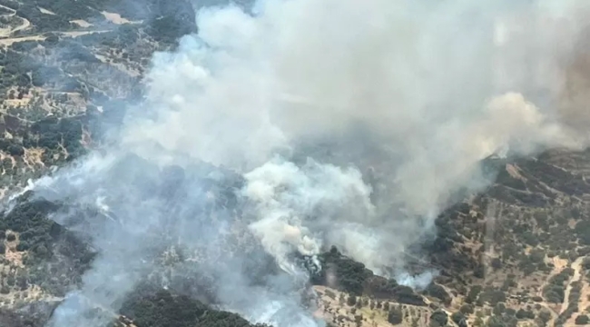 Manisa'nın Turgutlu ilçesinde orman yangını