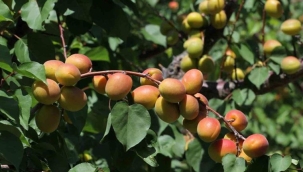 Mut'ta kayısı rekoltesi %43,86 geriledi