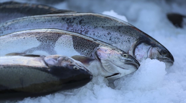 Türkiye 6 ayda 36 bin 490 ton somon ihraç etti