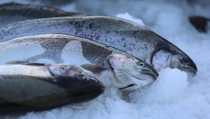 Türkiye 6 ayda 36 bin 490 ton somon ihraç etti