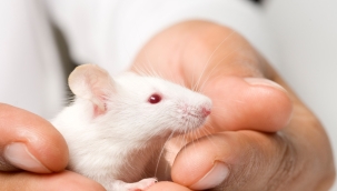 Yeni üretilen ilaçla farelerin ömrü %25 artabiliyor