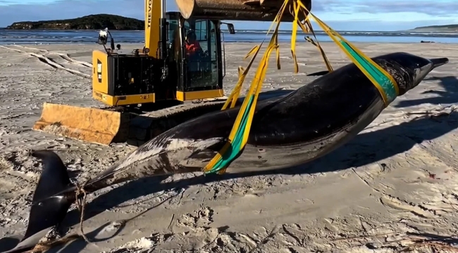 Yeni Zelanda'da kürek dişli balina karaya vurdu