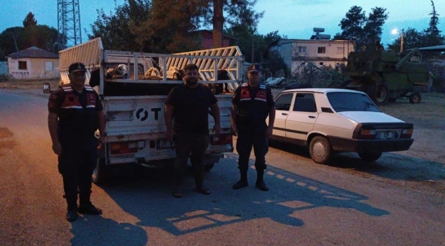 60 koyunu çalıp satan çoban pavyonda yakalandı