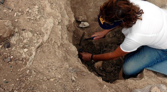 Endonezya'da 700 bin yıllık hobbit fosili bulundu