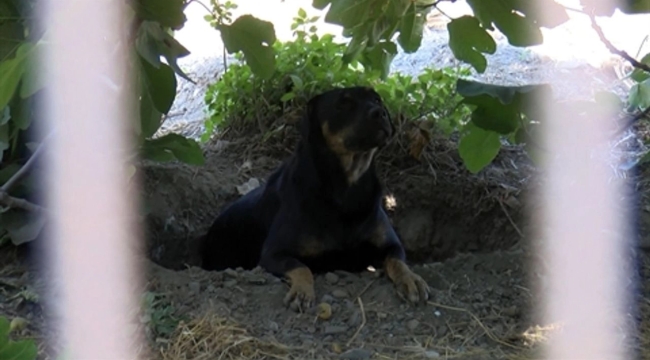 Fatih'te, sokak köpekleri bir vatandaşı parçaladı