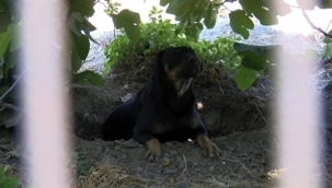 Fatih'te, sokak köpekleri bir vatandaşı parçaladı