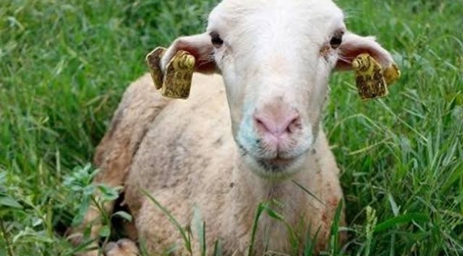 Fransa'da ''mavi dil hastalığı'' artışta