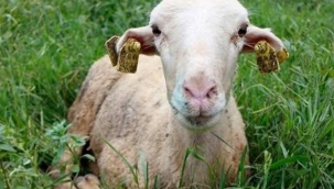 Fransa'da ''mavi dil hastalığı'' artışta