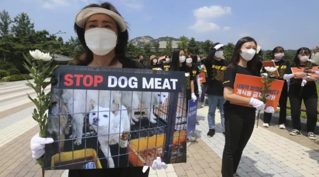 Güney Kore'de köpek eti yemek resmen yasaklandı