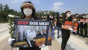 Güney Kore'de köpek eti yemek resmen yasaklandı