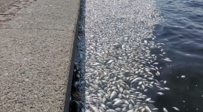 İzmir'de her gün binlerce ölü balık kıyaya vuruyor