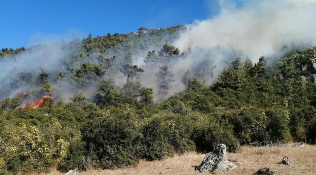 Manisa'nın Salihli ilçesinde orman yangını