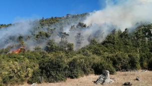 Manisa'nın Salihli ilçesinde orman yangını