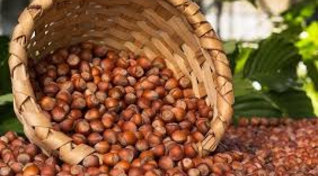 TMO, Giresun kalite fındığı 132 liraya alacak