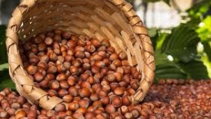 TMO, Giresun kalite fındığı 132 liraya alacak