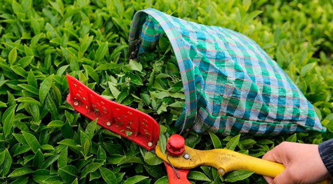 Türkiye'nin 7 aylık çay ihracatı 14,8 milyon $