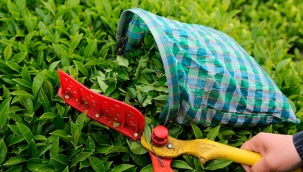 Türkiye'nin 7 aylık çay ihracatı 14,8 milyon $