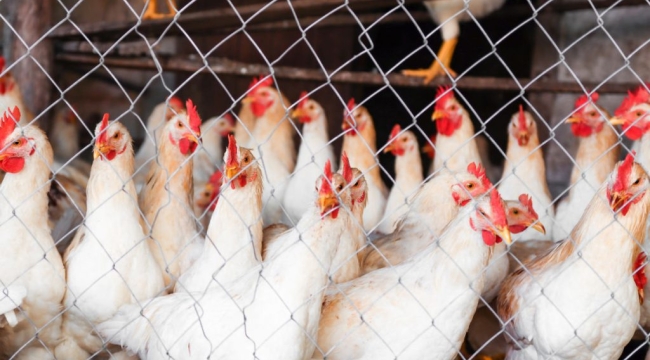 TÜİK'in iddiası: "Beyaz et üretimi Temmuz'da 205.656 ton"