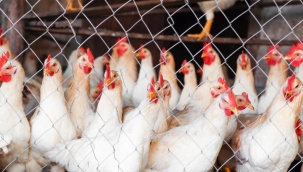 TÜİK'in iddiası: "Beyaz et üretimi Temmuz'da 205.656 ton"