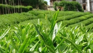 ÇAYKUR, yaş çay alım kotasını arttırdı