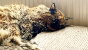 Dünyanın en yaşlı kedisi "Rosie" 33 yaşında öldü