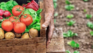 ECA: "AB'nin organik tarıma desteği yetersiz"